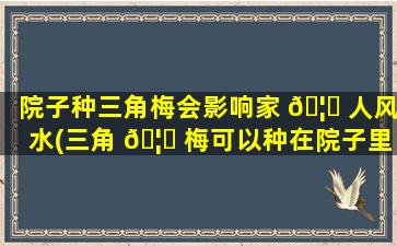 院子种三角梅会影响家 🦍 人风水(三角 🦄 梅可以种在院子里吗)